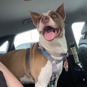 Meet your Posher, Tsivia